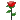 /rose